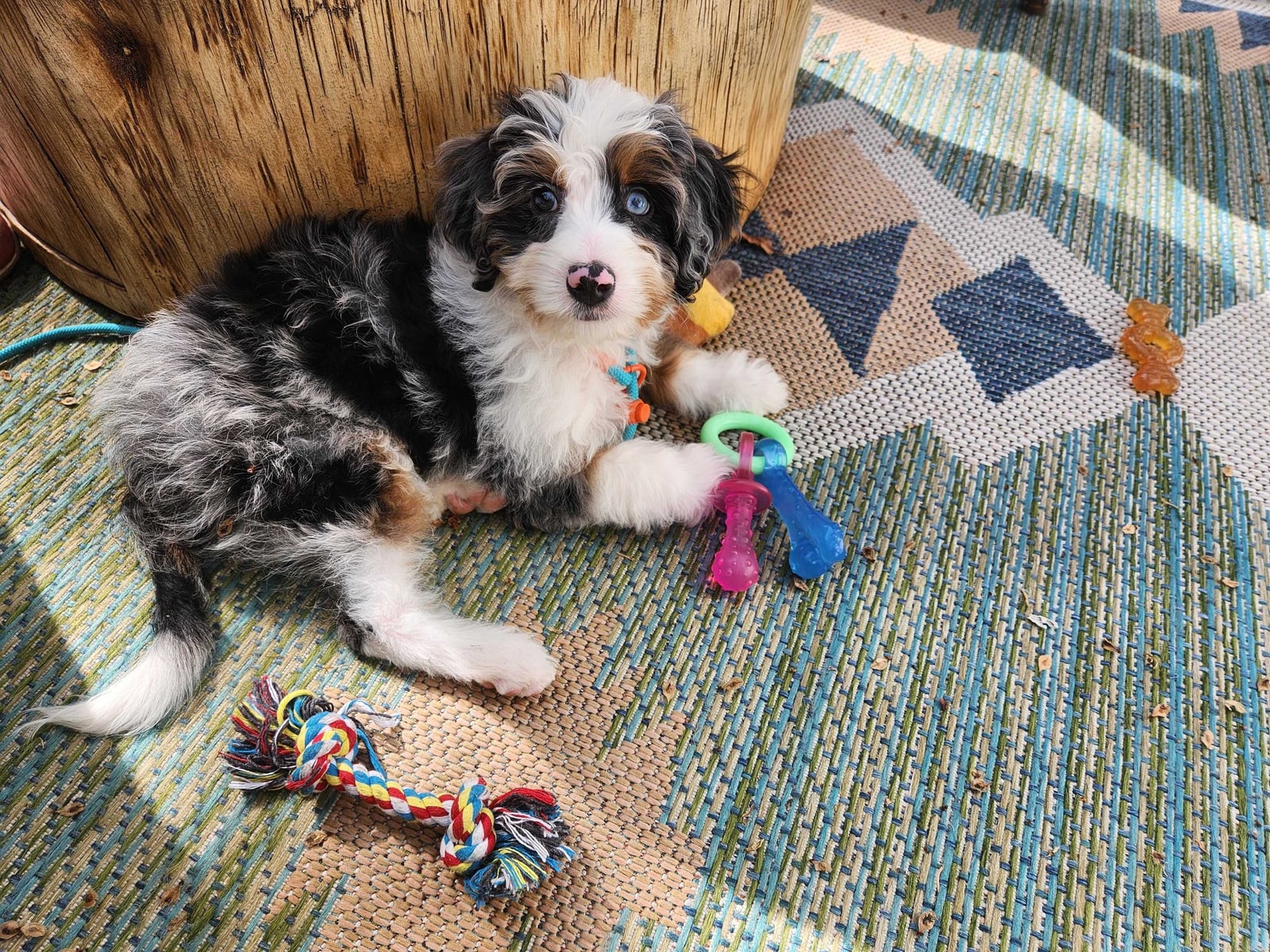 Dog image for voting - ID: ekMDiWuyHQ